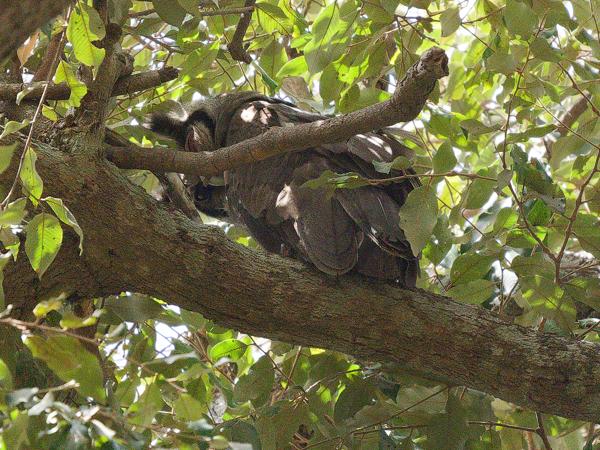 <h3><a href="/trips/gambia/biota/animalia/chordata/aves/031 strigiformes/002 strigidae/bubo lacteus/bubo lacteus-nl.html">Bubo&nbsp;lacteus</a> / Verreaux's&nbsp;eagle‑owl / Verreaux'&nbsp;oehoe</h3>OM-1 Mark II met OLYMPUS M.150-400mm F4.5, 1/2000 sec  bij F4.5, ISO 4000, afstand 34.4&nbsp;m